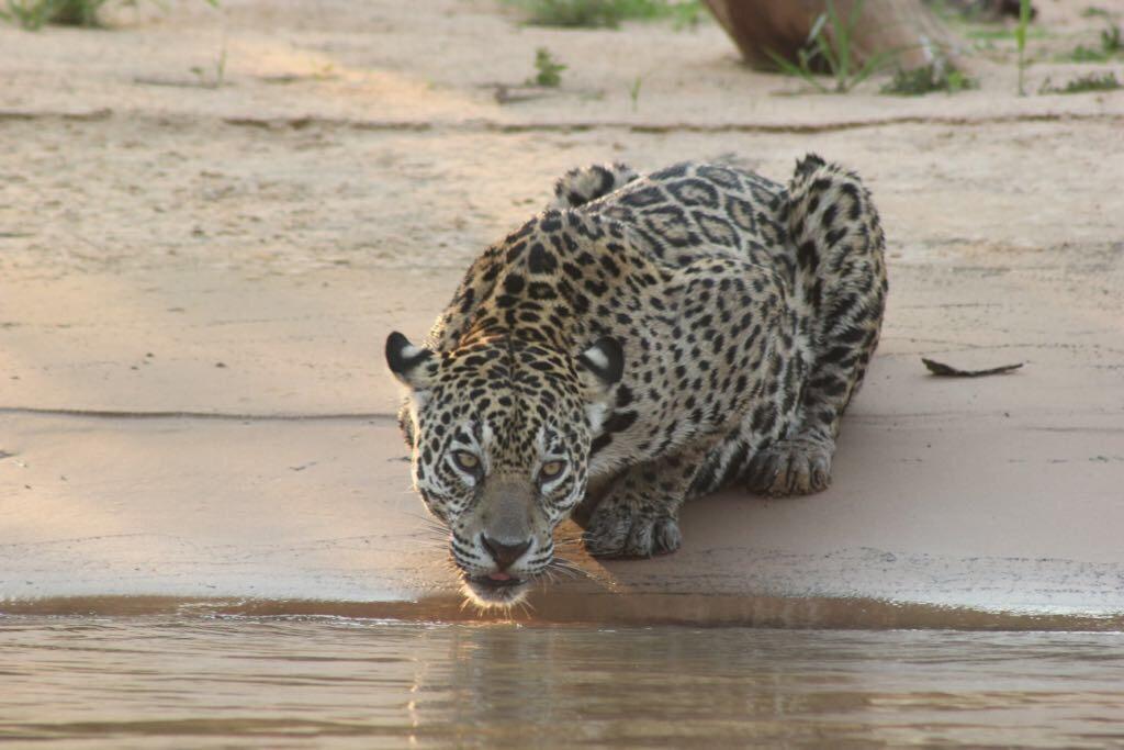 Pousada Reserva Ecologica Jaguar Poconé Exterior photo