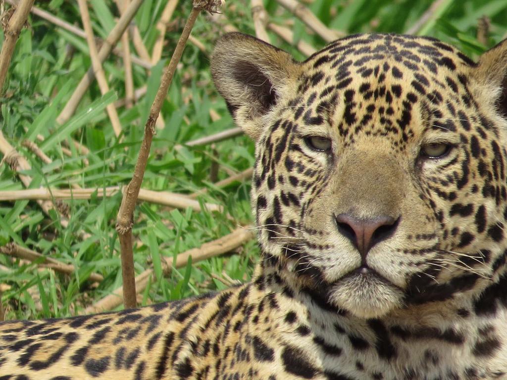 Pousada Reserva Ecologica Jaguar Poconé Exterior photo