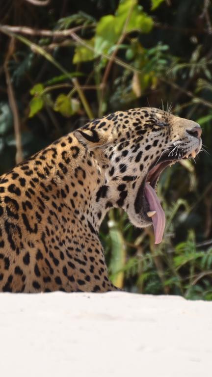 Pousada Reserva Ecologica Jaguar Poconé Exterior photo