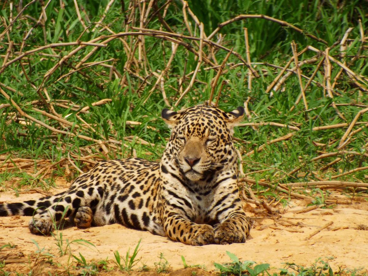 Pousada Reserva Ecologica Jaguar Poconé Exterior photo