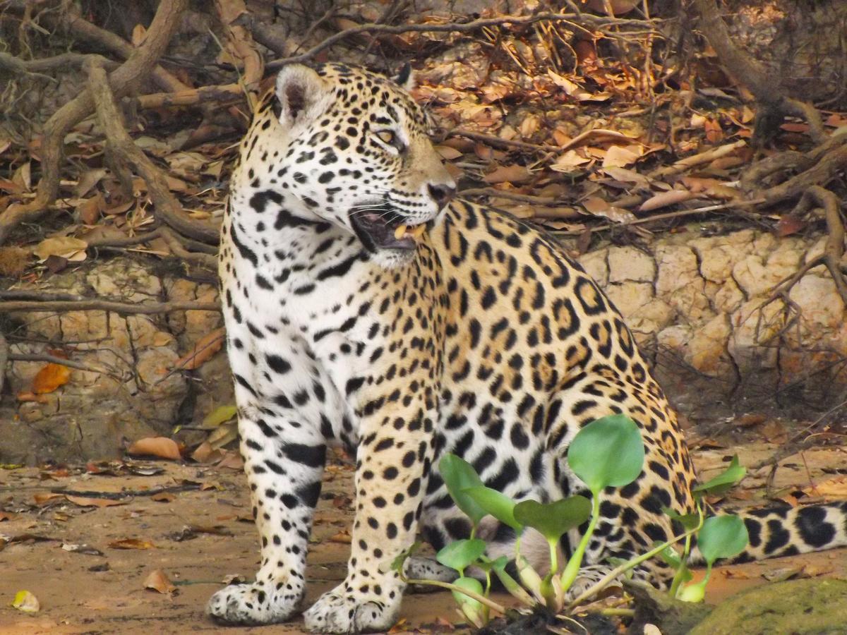Pousada Reserva Ecologica Jaguar Poconé Exterior photo
